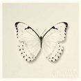 thumbnail image 2 of Butterfly II BW Crop Poster Print by Debra Van Swearingen, 2 of 2