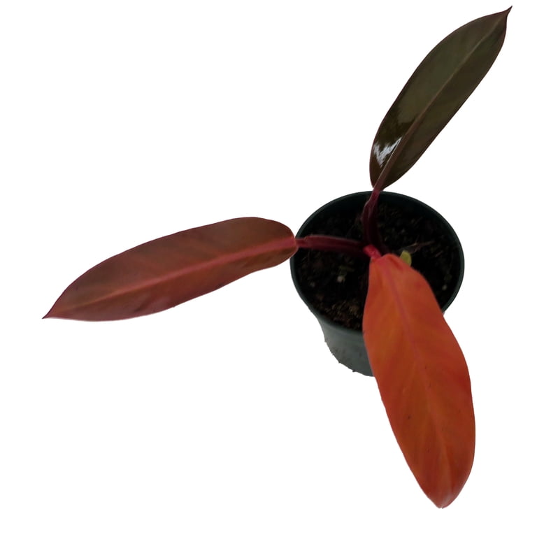 plant pole Bower Poles Flexible Plant Support
