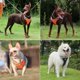 thumbnail image 2 of Arnés de entrenamiento transpirable para perros medianos y grandes, ajustable, de nailon reflectante, con correa para el pecho para labrador y dóberman., 2 of 6