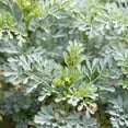 thumbnail image 2 of CZ Grain 50 Common Rue Plant Seeds, GMO Free, Open Pollinated, Made in USA, 2 of 4