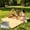 #211Yellow, variant on Aff*ordable！Aluminum Foil Picnic Mat 2x2m Floor Camping Sleeping Pad, Foldable Waterproof Ground Sheet for Outdoor Hiking, Wear Resistant Picnic Blanket for Beach Travel
