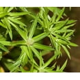 thumbnail image 2 of Culantro Herb (Eryngium foetidum) recao latin cuisine spice seed 100 seeds, 2 of 3