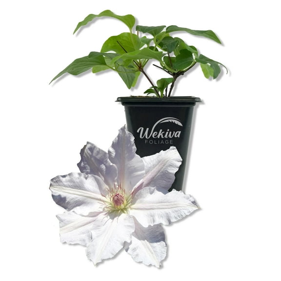 Clematis Hyde Hall - Live Starter Plant in a 2 Inch Growers Pot - Starter Plants Ready for The Garden - Rare Clematis for Collectors