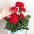 thumbnail image 6 of Set of 3 Silk Red Geranium Bouquets - For Spring and Summer Floral Arrangements, Centerpieces and Home Decor, 6 of 7