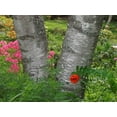 thumbnail image 2 of Anon, Ellen 24x19 Black Ornate Wood Framed with Double Matting Museum Art Print Titled - Canada, New Brunswick Birch tree and flowers, 2 of 4