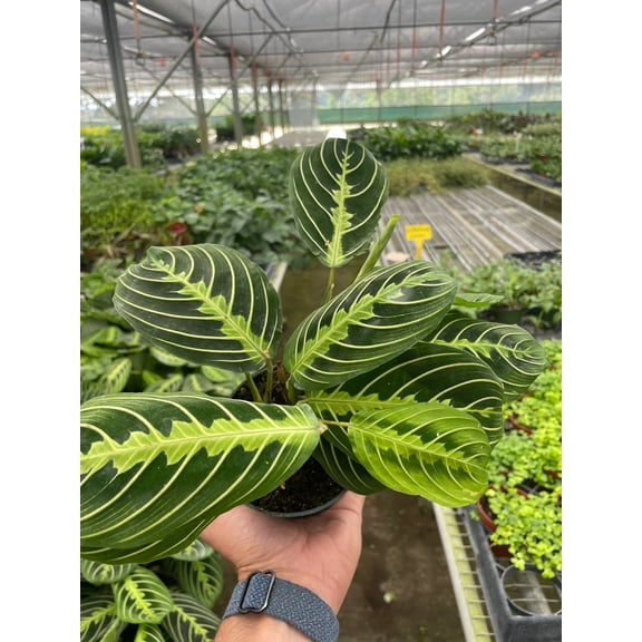 Lemon Lime Maranta Prayer Plant - Live Air-Purifying Indoor Plant in Nursery Pot – Easy Care, Low Maintenance Houseplant for Home & Office Decor, Natural Air Cleaner, Best for Beginners (4"Pot)