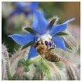 Everwilde Farms 150 Borage Herb Seeds Gold Vault Jumbo Bulk Seed Packet