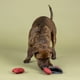 thumbnail image 2 of Juguete de peluche para perros Fringe Snack Attack 3 en 1 interactivo, 2 of 2