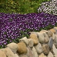 thumbnail image 5 of Expert Gardener 4-pack Blue Purple Viola Annual Flowers Outdoor Live Plants Full Sun, 5 of 5