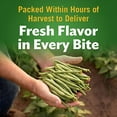 thumbnail image 3 of Del Monte Canned Whole Green Beans, 14.5 Ounce (Pack Of 12), 3 of 3