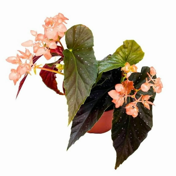 Harmony's Angel Wing Hybrid Begonia-Bright Indoor Plant-Deer Resistant  6" Pot