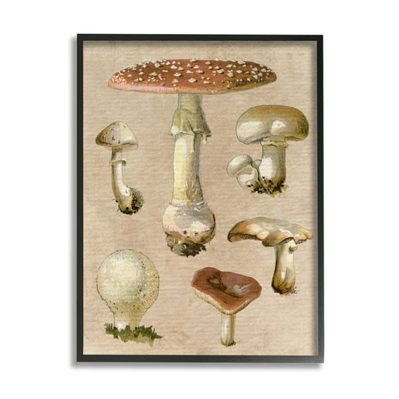 Stupell Industries Vintage Neutral Mushrooms Botanical & Floral Painting Black Framed Art Print Wall Art, 11 x 14