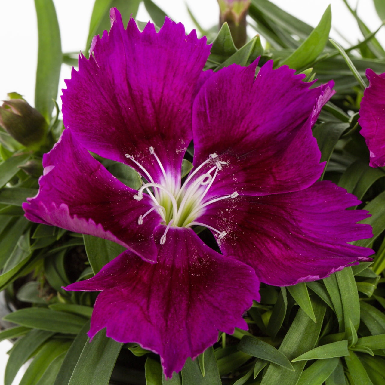 Expert Gardener Purple White Dianthus Live Annual Plant, 1 Pint Grower Pot, Sun, 6-Pack