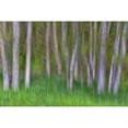 thumbnail image 3 of Mahan, Kathy 18x13 Black Modern Framed Museum Art Print Titled - Alder Forest II, 3 of 5
