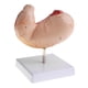 thumbnail image 1 of Modelo de estómago 1: 1 Modelo anatómico Anatomía para ciencias , modelos de demostración de laboratorio, 1 of 8