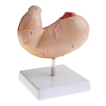 Human Stomach Model Lifesize (2 Parts) - 1:1 Stomach Structure Numbers Marked Model for