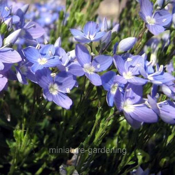 Veronica oltensis, Creeping Thyme Leaf Speedwell Ground Cover Walmart
