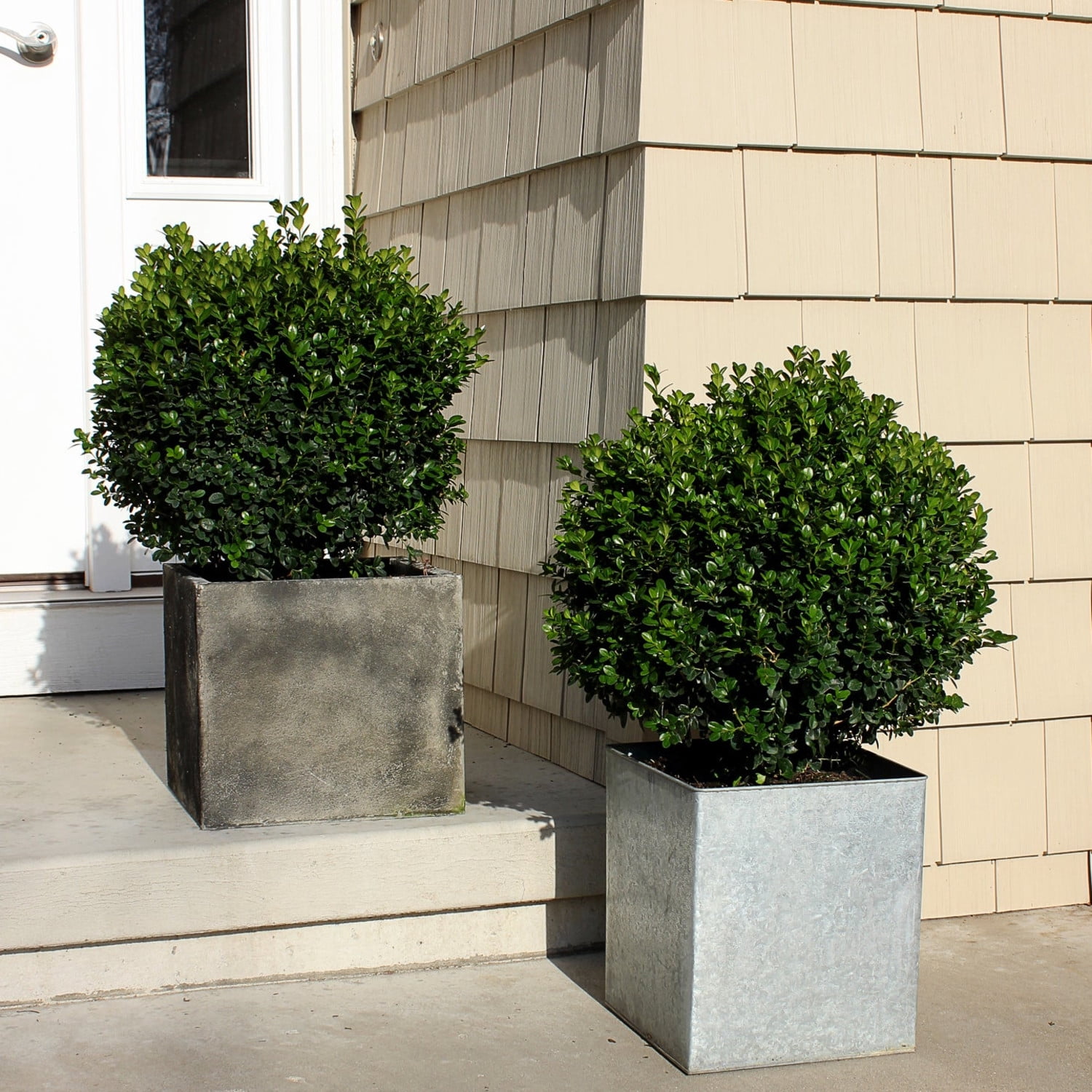 Proven Winners ColorChoice 6" Sprinter Boxwood Live Plant in 7.5" Pot