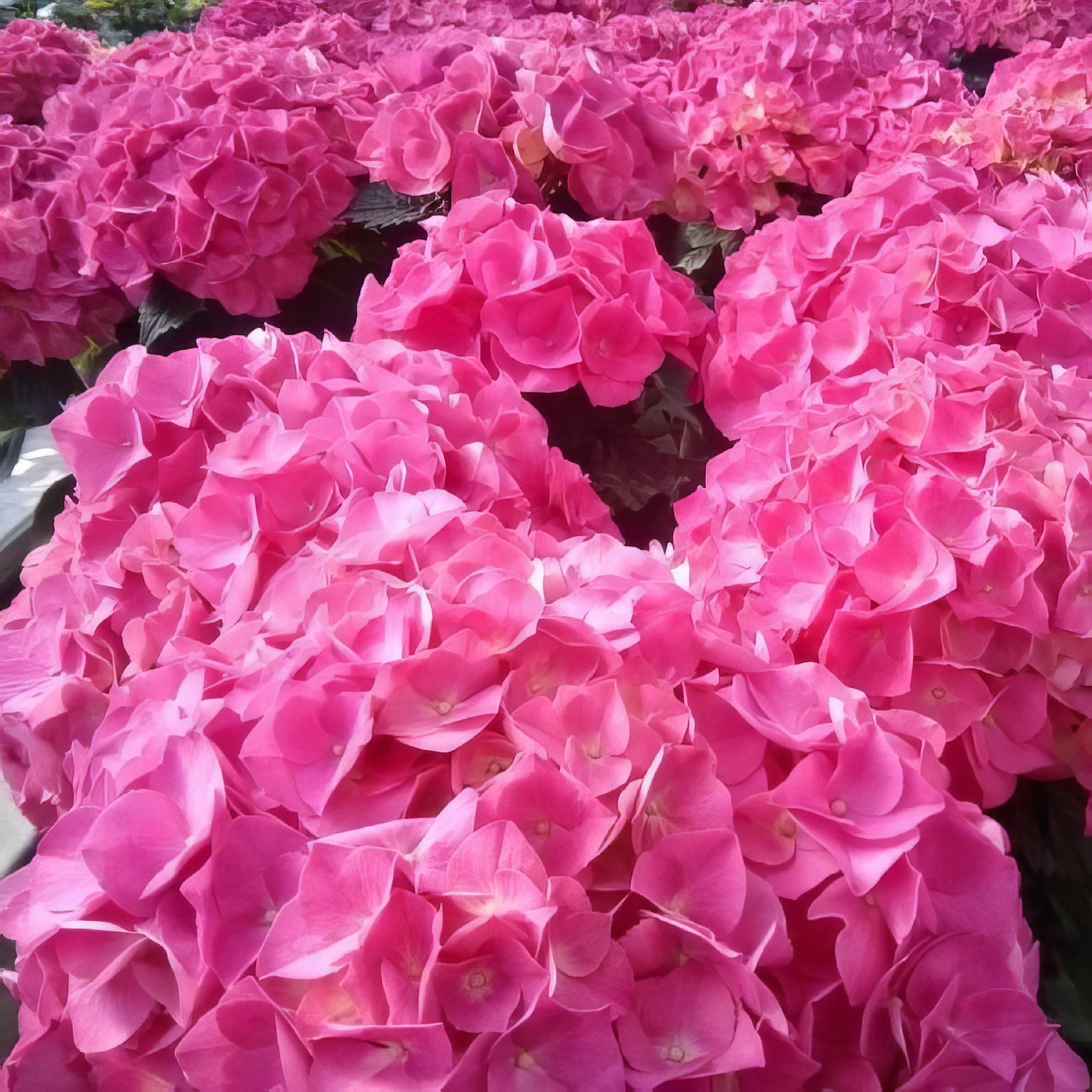 National Plant Network 3 gal. Hydrangea Merritt's Supreme Pink Live Shrub