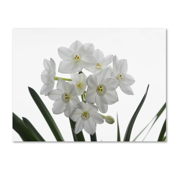 Kurt Shaffer 'Paper White Bouquet' Canvas Art
