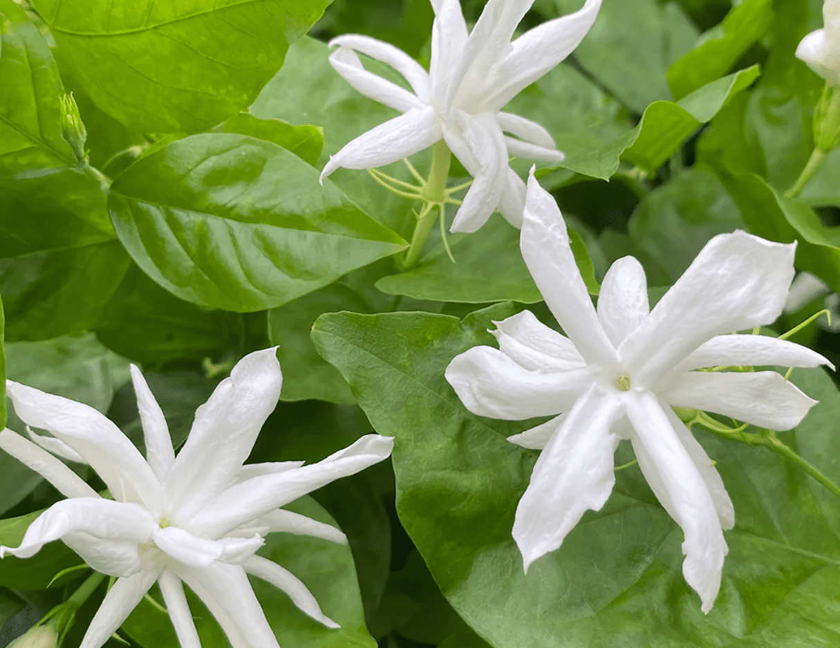 Jasmine Belle of India Live Plant 4-6 Inch Tall, White Blooming Jasmine for Indoor Outdoor Garden & Patio Decor