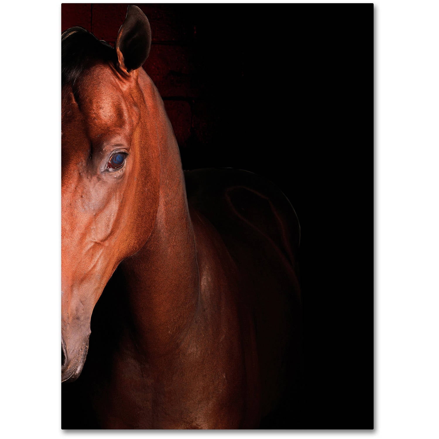 Trademark Fine Art "Kentucky horse Intense" Canvas Art by Preston