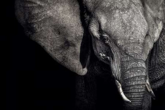 The Matriarch Canva