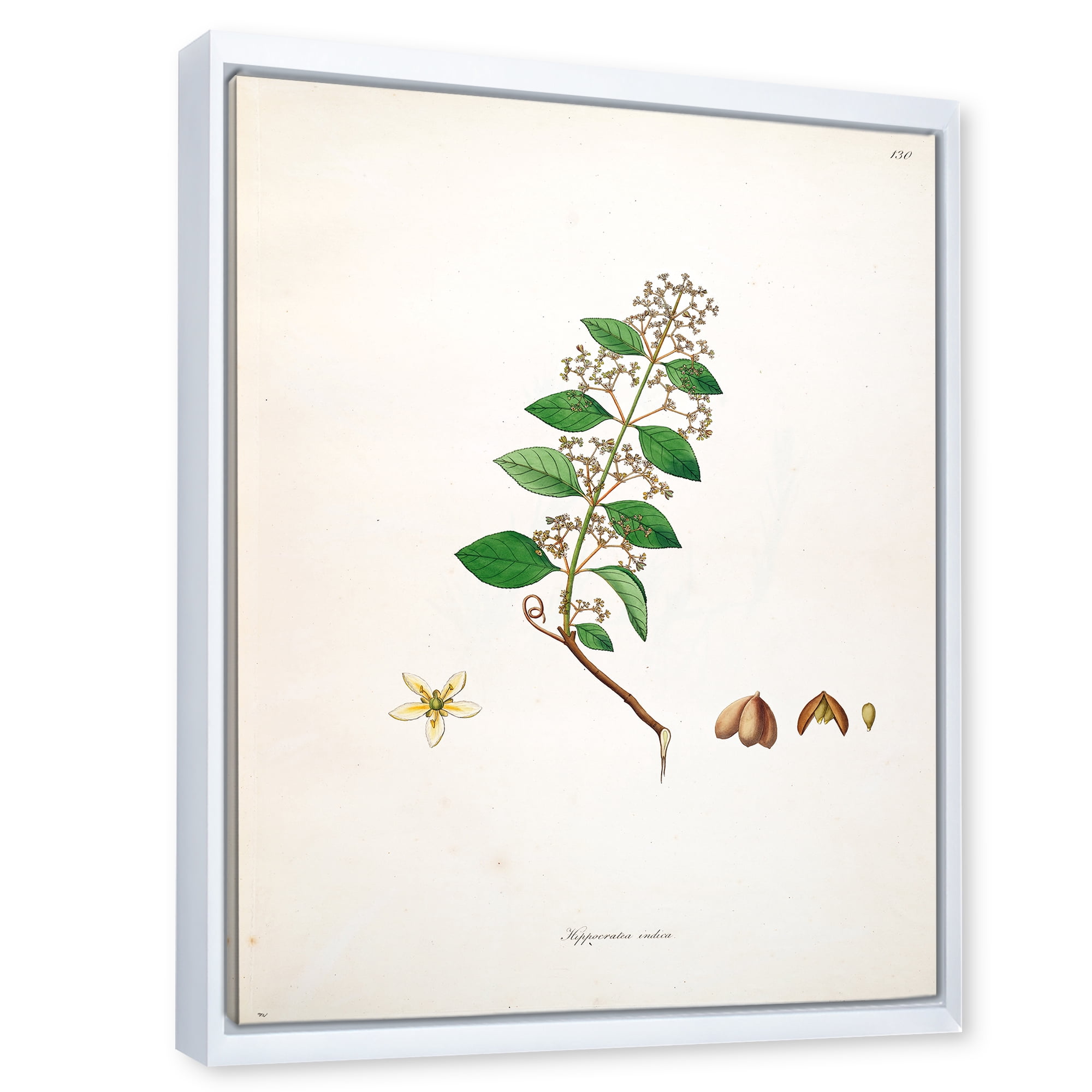 Designart 'Ancient Botanicals I' Farmhouse Framed Canvas Wall Art Print
