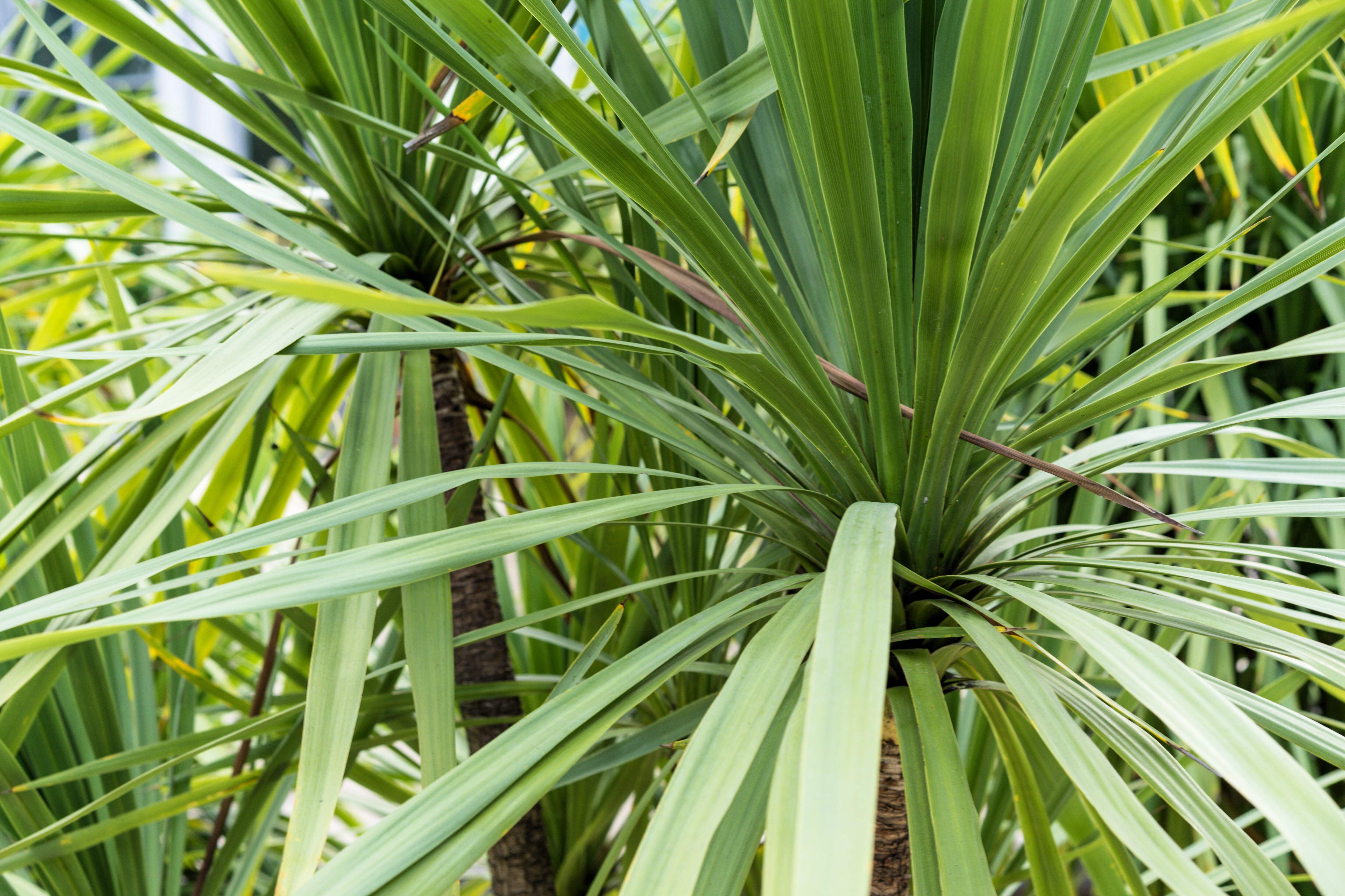 25 BLUE DRACAENA ( Spikes / Broad Leaved Cabbage Tree / Mountain