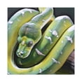 thumbnail image 4 of "Green Tree Python Beauty" - Canvas, 4 of 25