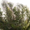 thumbnail image 1 of Plant Protective Net 2x10m Durable  Net, Sturdy and Durable for Garden Fruits Greenhouse Park, 1 of 8