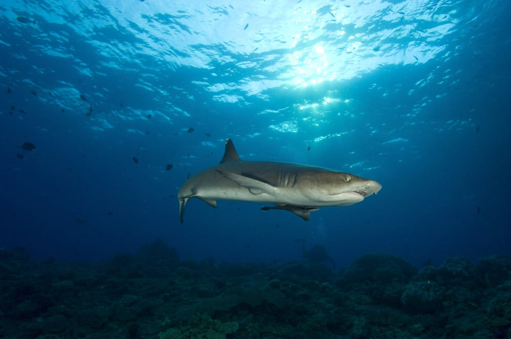 Whitetip reef shark full body view with sunset Fathers reef Kimbe Bay ...