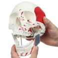 thumbnail image 2 of Axis Scientific Life Size 3-Part Painted and Numbered Human Skull Model | Muscle Origin and Insertion Points for 48 Muscles | Includes Detailed Product Manual, 2 of 9
