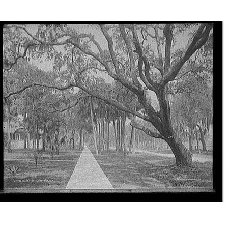 Historic Print, Cedar Street, Daytona, Fla., 18" x 24"