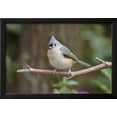 thumbnail image 2 of Tufted Titmouse, Framed Art Print Wall Art by Gary Carter Sold by Art.Com, 2 of 5