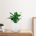 thumbnail image 3 of SEWACC Clear Plastic Fish Bowl Fish Tank Round Aquarium For Home 1Set, 3 of 8