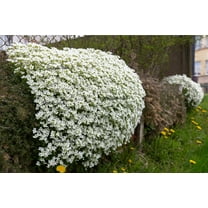 800 WHITE ALPINE ROCKCRESS Aubrieta Rock Cress Arabis Alpina Flower Seeds