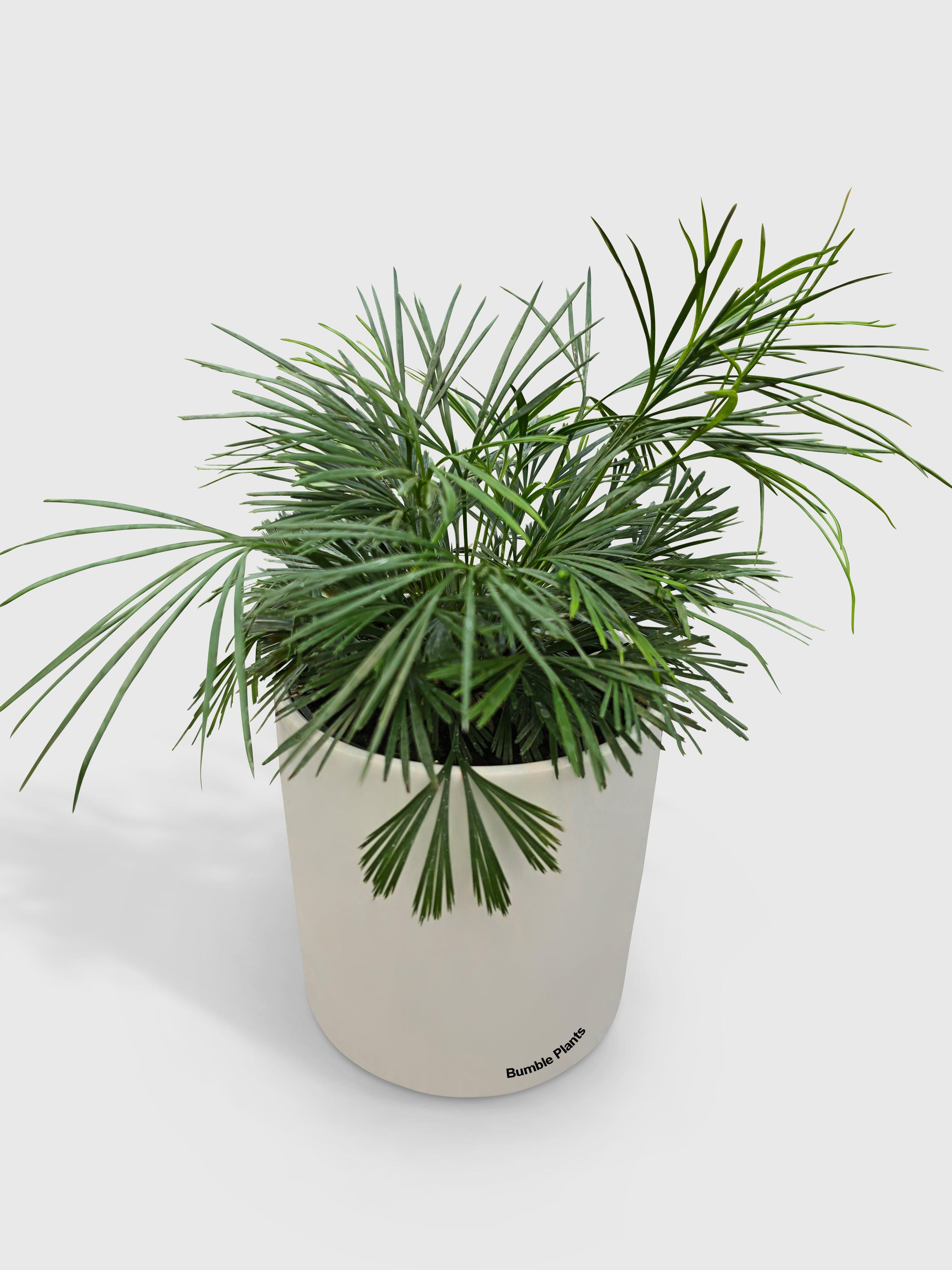 Eyelash Fern 'Actiniopteris Australis' - Live Air-Purifying Indoor Plant in Nursery Pot – Easy Care, Low Maintenance Houseplant for Home & Office Decor, Natural Air Cleaner, Best for Beginners