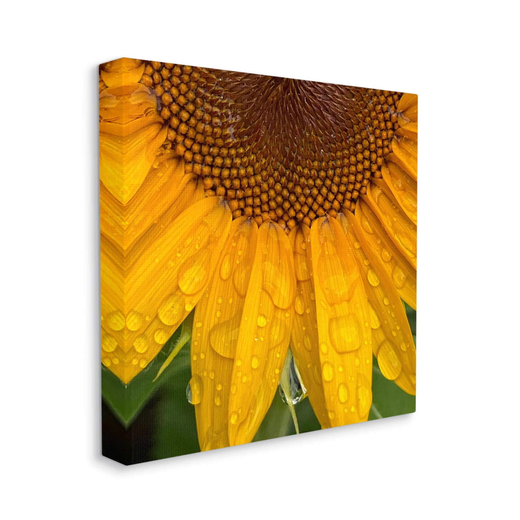 Stupell Industries Water Droplets Sunflower Nature Botanical & Floral Photography Gallery Wrapped Canvas Print Wall Art