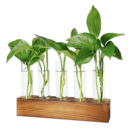 Hyindoor 5 PCS Glass Test Tube Vases Plant Propagation Stations  Desktop Glass Plant Terrarium with Wooden Stand for Office Home Garden Wedding