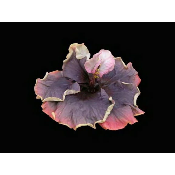 Hibiscus Flower Shrub, Cajun Color Blueberry Thrill, Starter Plant