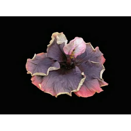 Hibiscus Flower Shrub, Cajun Color Blueberry Thrill, Starter Plant