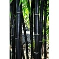 thumbnail image 2 of 50+ Rare Black Bamboo Seeds for Planting | Exotic and Fast Growing |, 2 of 3