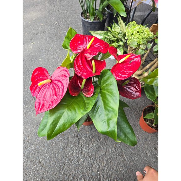 6 inch Pot XL Anthuriums Red Flower - Get similar to picture