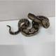 thumbnail image 4 of Broma Juguete Realista De Goma Grande Novedad Juguete Divertido, 4 of 7