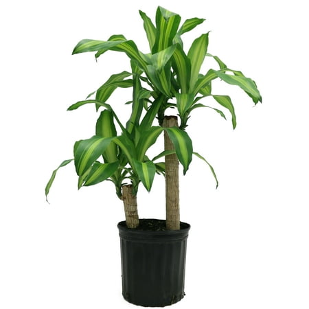 Delray Plants Mass Cane (Dracaena fragrans) Corn Plant Easy to Grow Live House Plant, 10-inch Grower’s