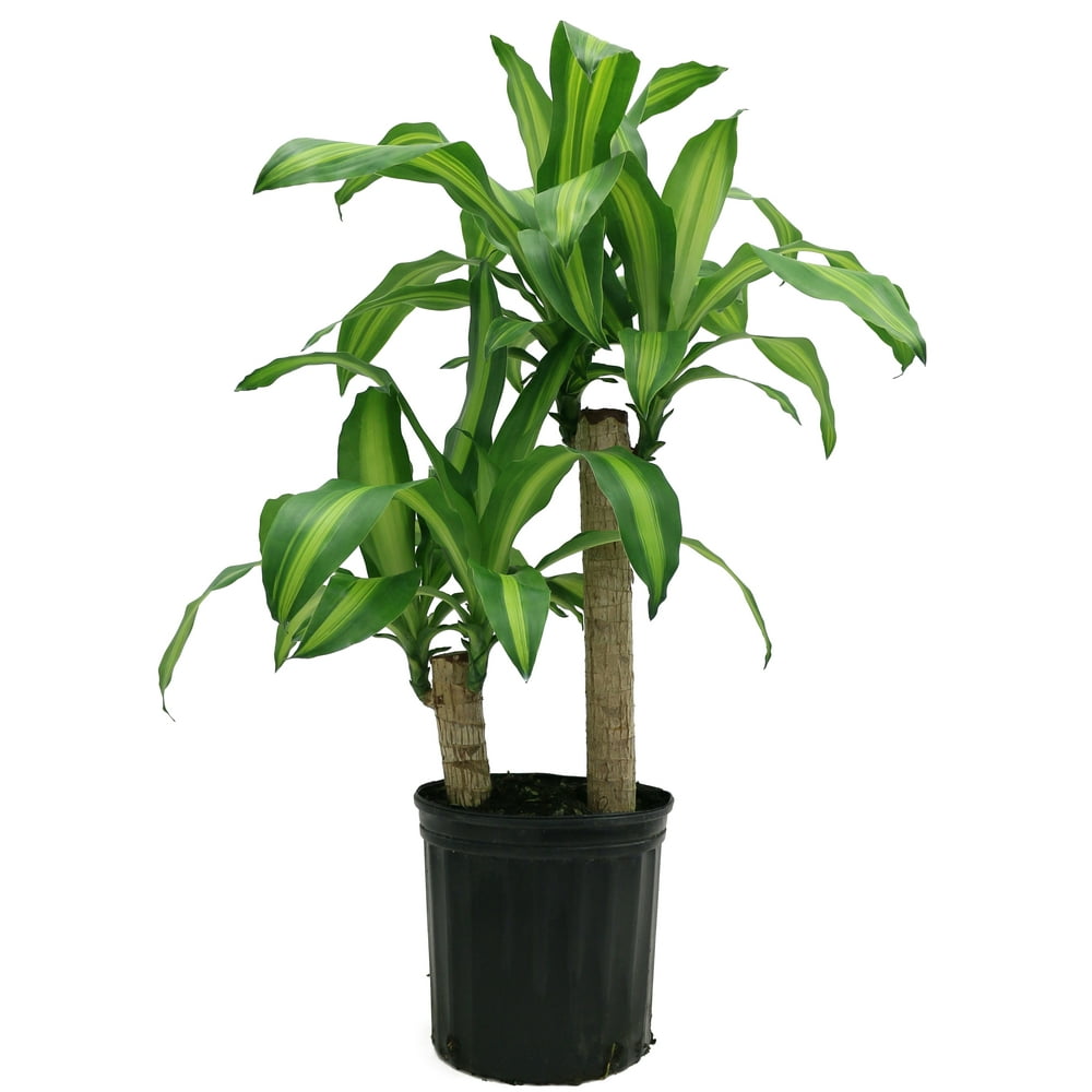 Costa Farms Live Indoor 2ft. Tall Mass Cane Plant in 10in. Grower Pot