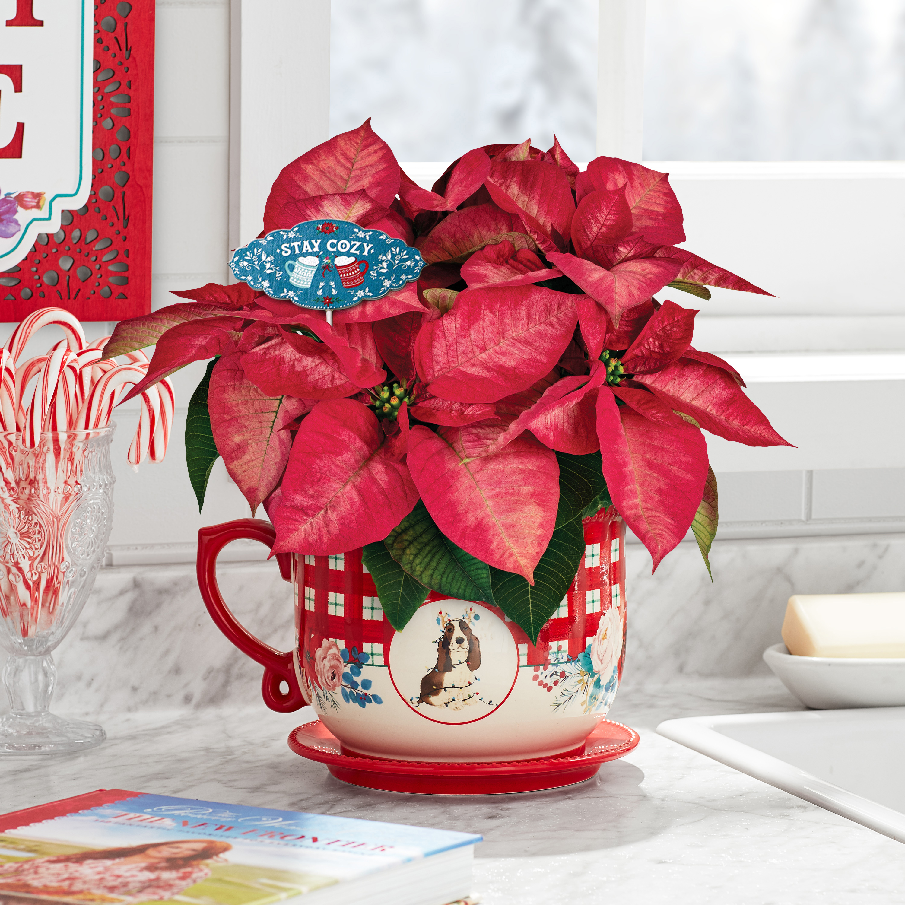 The Pioneer Woman Dark Pink Poinsettia Live Plant in 6" Mug Planter - image 8 of 9
