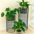 thumbnail image 5 of Modernist Home Plant Stands, Black Iron, Woven Wire Mesh Columns, Rolled Base Rim, 15.75 and 21.75 Inches, 5 of 7