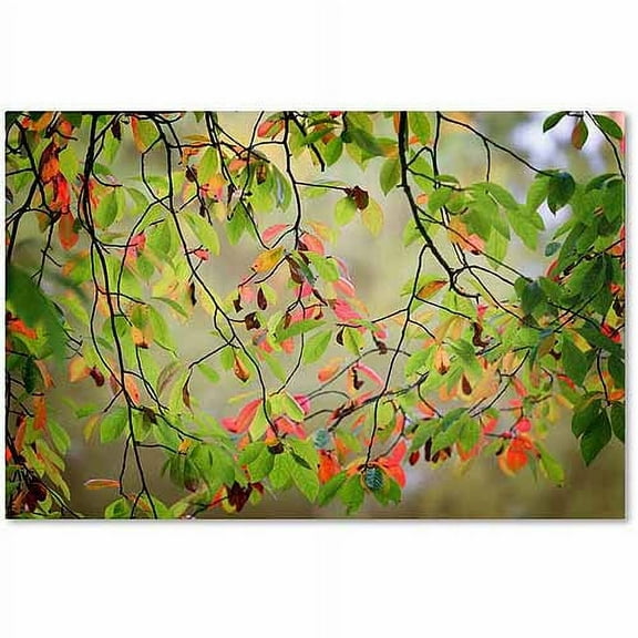 Trademark Fine Art "Leaves in the Wind" Canvas Art by Philippe Sainte-Laudy